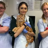 Veterinary Apprenticeship: Learn & Work with Adorable Animals