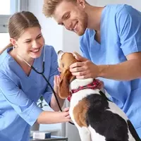 "Explore the Top Veterinary Assistant Programs of 2025" to kick-start your career