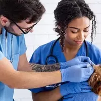 Unlocking a Rewarding Career: The Benefits of Enrolling in a Veterinary Assistant Course