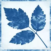 Cyanotype: The Photochemistry of Iron-Based Imaging