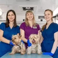 Veterinary Assistant Course: Educational Focus, Core Knowledge, and Professional Context
