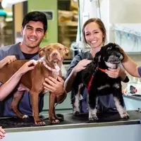 Pet Hospitals in Local Areas: Services, Functions, and Care Context