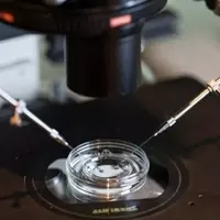Navigating the Emotional Landscape of In Vitro Fertilization (IVF)