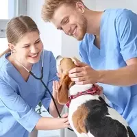 Veterinary Assistant Curriculum: A Systematic and Professional Overview
