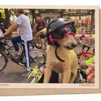 Mexico City's Sunday Cycling Extravaganza: A Dog's Delight
