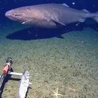 Rare Deep-Sea Shark Sighting in Antarctic Waters