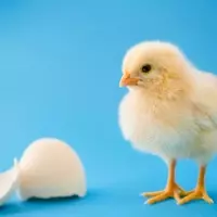 Chicks Show Innate Sound-Shape Connection Like Humans