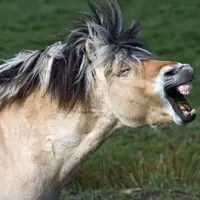 Understanding the Bimodal Nature of Horse Whinnies