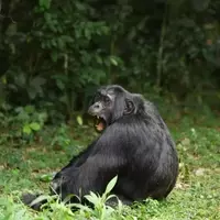 Chimpanzee's Diet of Fermented Fruit Offers Clues to Human Alcohol Affinity