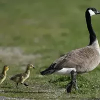 The Amazing Journey of Geese: Migration and Survival