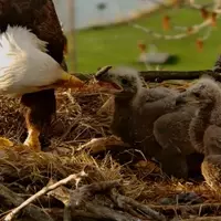 Eagle Nest Cameras: A Digital Community's Passion for Avian Life