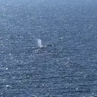 Timmy, the Humpback Whale, Returns to the Ocean After Weeks of Stranding