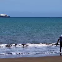Hantavirus Outbreak Strikes Cruise Ship, Three Fatalities Confirmed